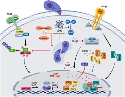 Mechanisms of Human Innate Immune Evasion by Toxoplasma gondii